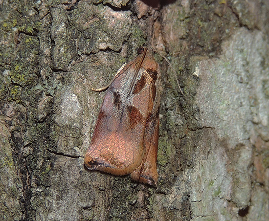 Archips podana Tortricidae